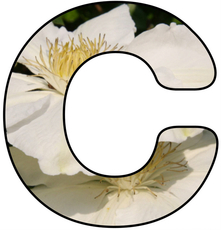 Blumenbuchstabe-C.jpg